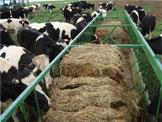 cows