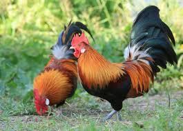 Chicken