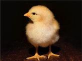 Broiler Lighting Program