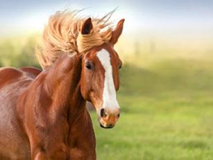 horse