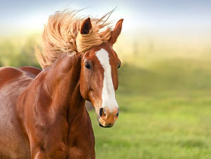 Horse feed production