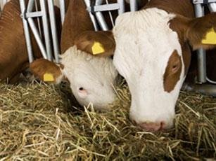 cow