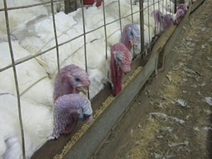 Production of turkey feed