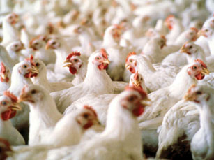 Production of poultry feed